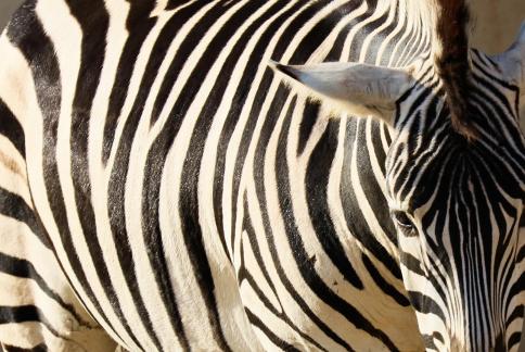 zebra 3