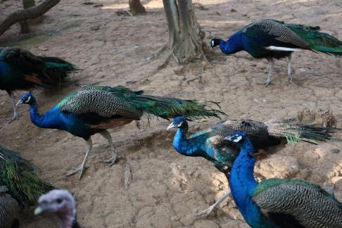 peacock 11