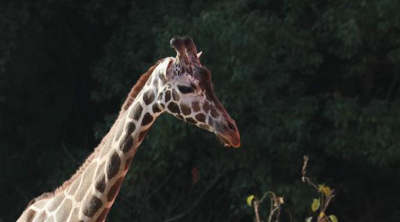 giraffe 6