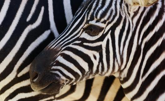 zebra 5
