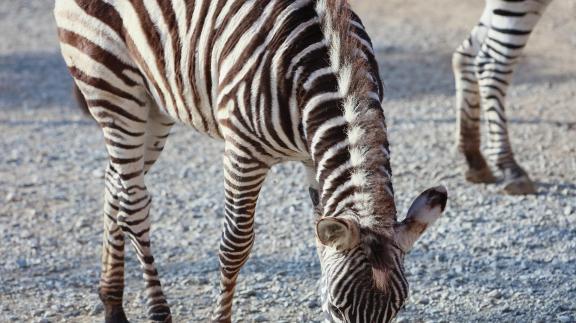 zebra 5
