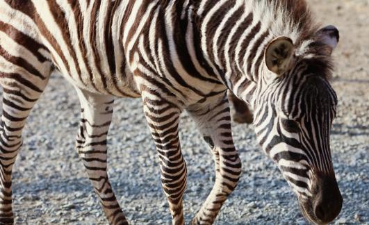 zebra 6