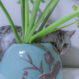 The cat at home 7