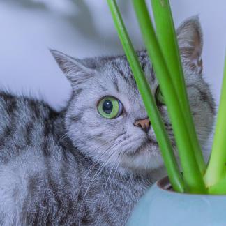 The cat at home 8