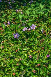 Ground grass 1