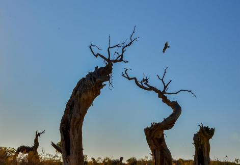 withered tree and birds