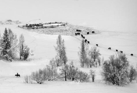cow in the snow