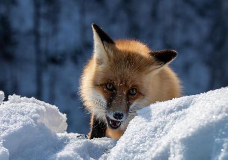 a nervous fox