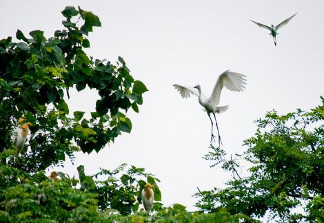Return to the Nest