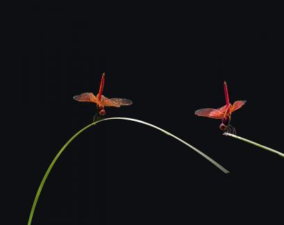 two dancing dragonflies