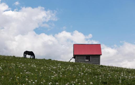 a grassy slope full of flowers