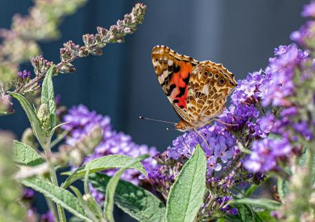 Butterfly 1