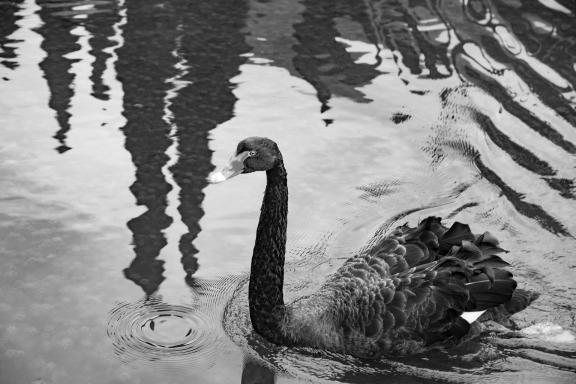 Black swan-3