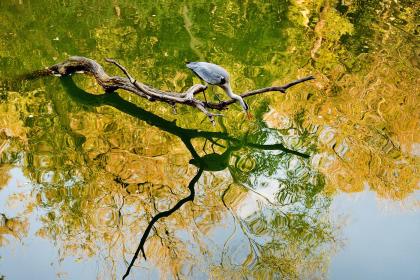 YBalikcilandColors2025