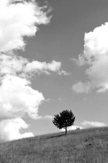 Lonely trees