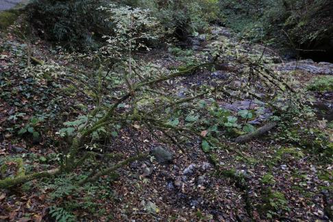 In the mountains and forests 8