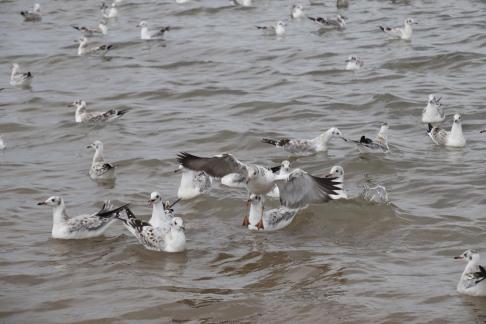 White Feather Sweeping Waves 6