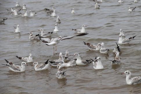 White Feather Sweeping Waves 8