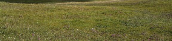 Green Field Spring Day