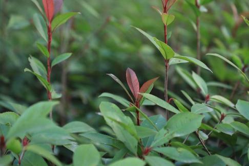 Green leaves and red buds
