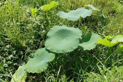 In the lotus pond 17