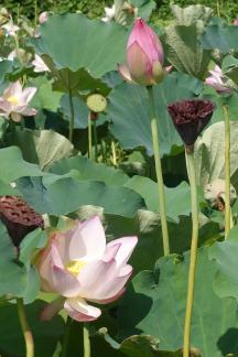 In the lotus pond 18