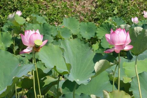 In the lotus pond 19