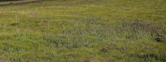 Green Field Spring Day