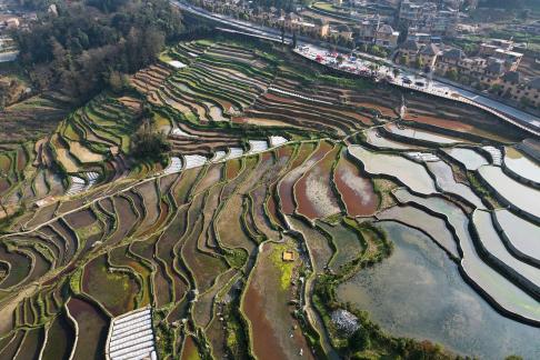 Terraced fields scenery 11