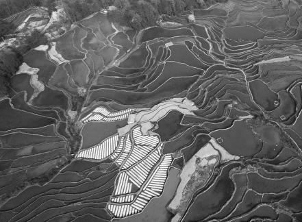 Terraced fields scenery 14