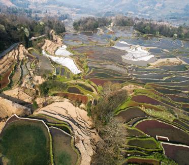 Terraced fields scenery 3