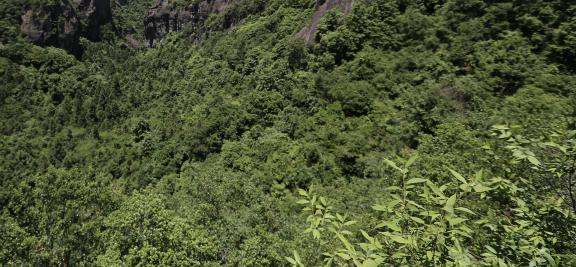 Green between cliffs 27