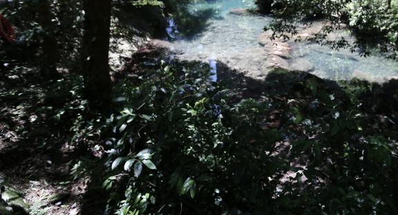 Green water in the forest 1