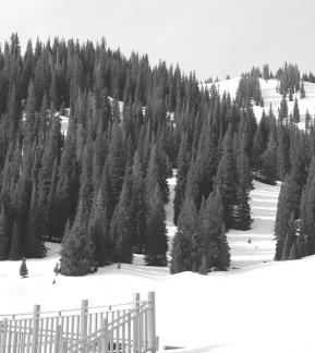 Snowcapped peaks and tall pines