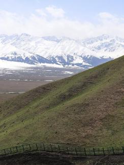 Green grass on the hillside 2