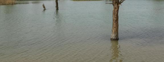 Green Shadow by the Pool 6