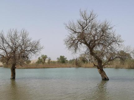 Green Shadow by the Pool 7