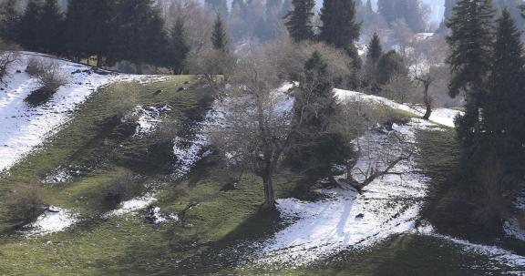 Cold Mountain Green Shadow 5