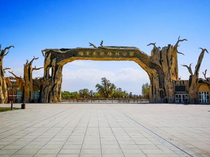 Populus euphratica Park 1