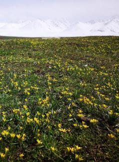 Wilderness Yellow Carpet 11