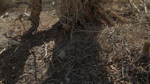 Desert residual branches 13