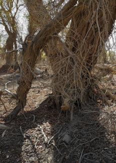 Desert residual branches 16