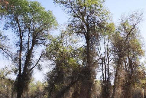 Desert Green Forest 9