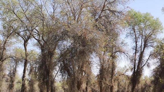 Desert Green Forest 10