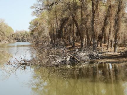 Desert Green Forest 11