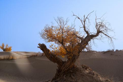 Gobi Populus euphratica
