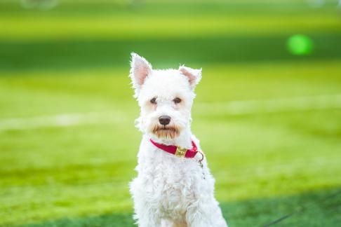 Pets on the grass 11