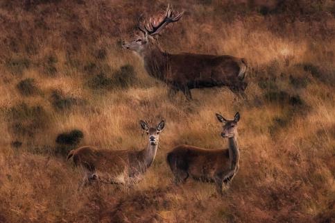 Deer Trio