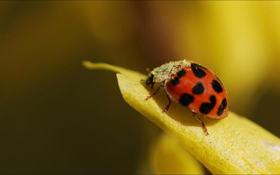 Ladybug