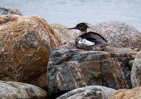 Boulders and Bird
